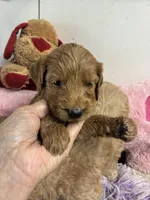 Ruby, a female Goldendoodle for sale in Concordia, KS – 6 of 7