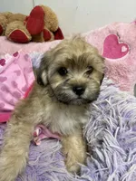 Sophie , a female Shihpoo for sale in Concordia, KS – 2 of 7