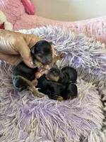 Ariel, a female Yorkipoo for sale in Concordia, KS – 3 of 7