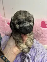 Beau, a male Shihpoo and Shorkie for sale in Concordia, KS – 2 of 3