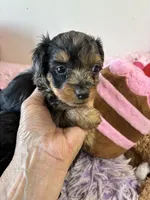 Mabel, a female Yorkipoo for sale in Concordia, KS – 5 of 6