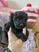 Bella, a female Yorkipoo for sale in Concordia, KS – 4 of 8
