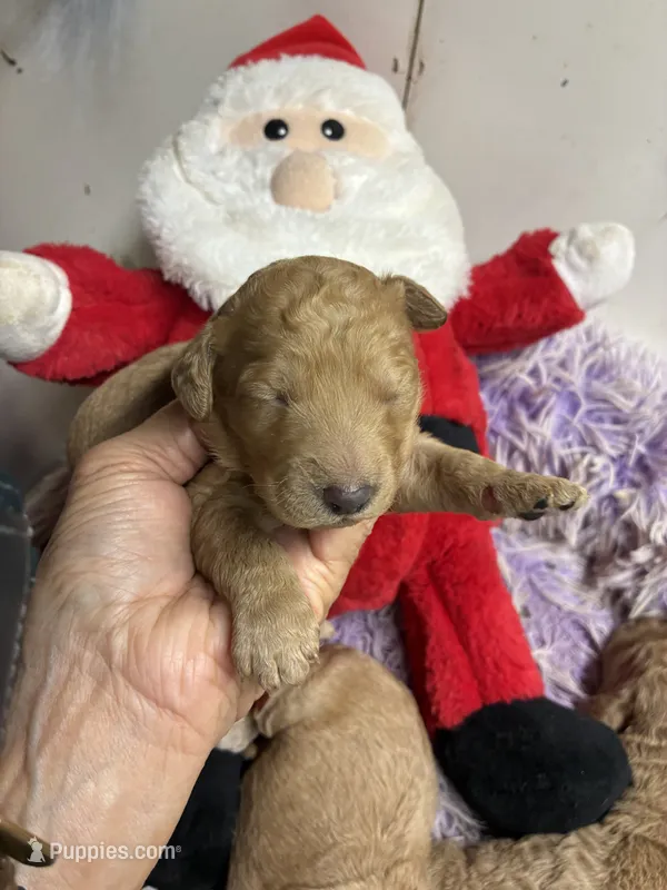 Christmas Dolly – Goldendoodle puppy for sale in Concordia, KS