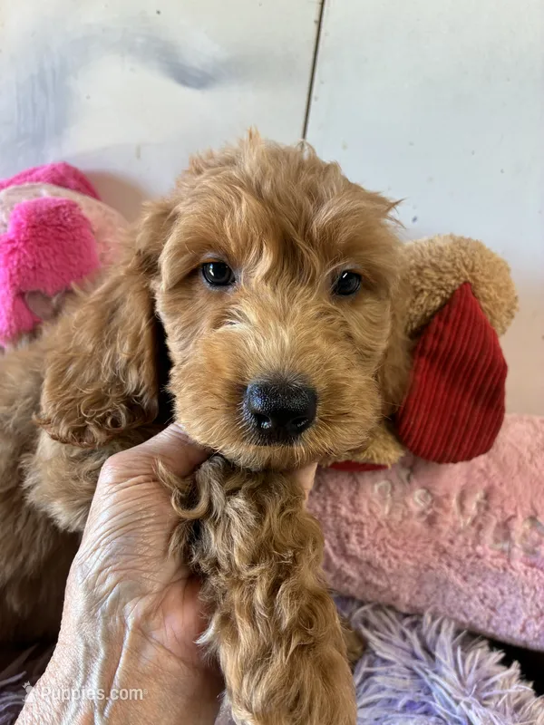Archie – Goldendoodle puppy for sale in Concordia, KS