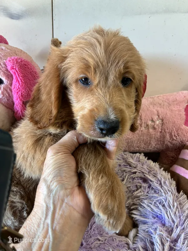 Roxie – Goldendoodle puppy for sale in Concordia, KS