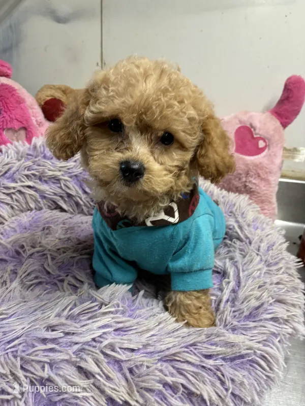 Rusty  – Peekapoo puppy for sale in Concordia, KS