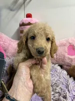 Penny , a female Goldendoodle for sale in Concordia, KS – 2 of 2
