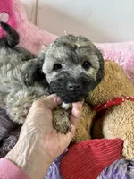 Ready to go Beau, a male Shihpoo and Shorkie for sale in Concordia, KS – 3 of 6