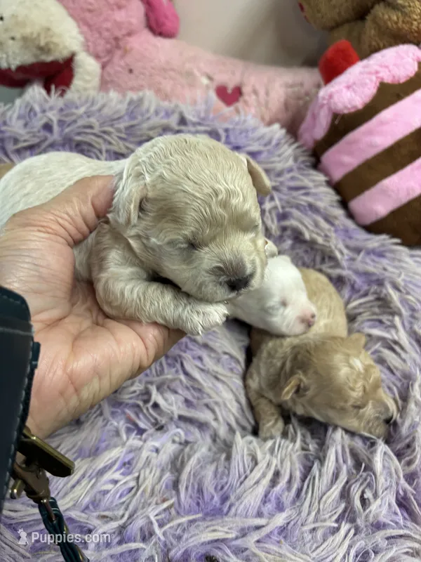 Pepe – Peekapoo puppy for sale in Concordia, KS
