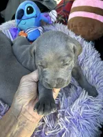 AKC Blue, a male Weimaraner for sale in Concordia, KS – 2 of 4