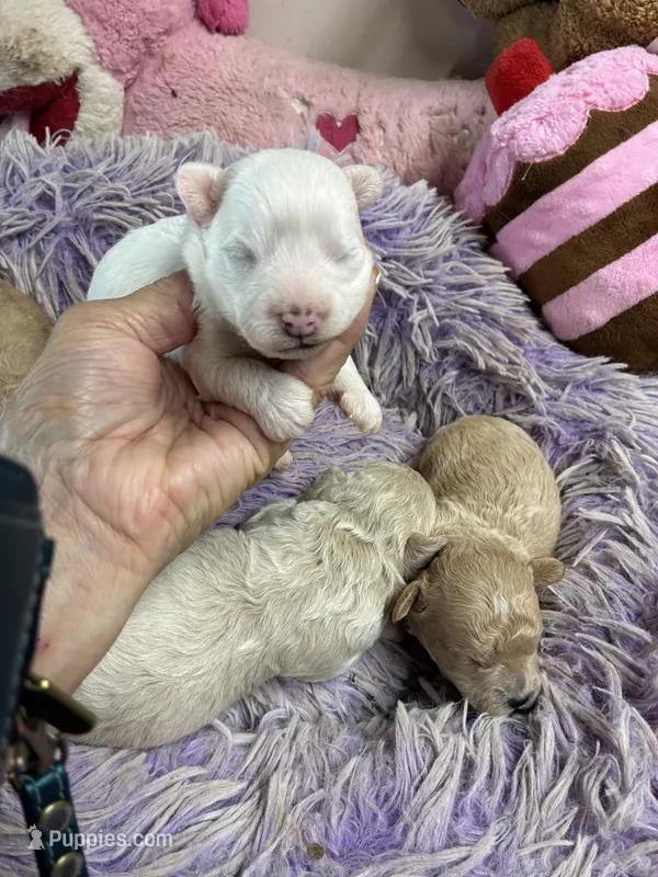 Snowball  – Peekapoo puppy for sale in Concordia, KS