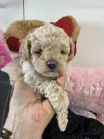 Butterball , a male Shihpoo for sale in Concordia, KS – 2 of 8