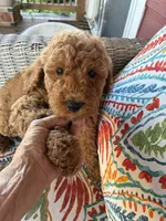 Gorgeous Pebbles , a female Goldendoodle for sale in Concordia, KS – 3 of 4