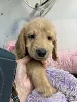 Violet, a female Goldendoodle for sale in Concordia, KS – 4 of 4