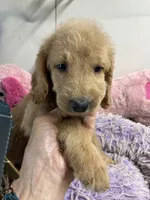 Violet, a female Goldendoodle for sale in Concordia, KS – 3 of 4