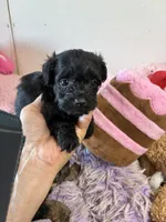 Gigi , a female Yorkipoo for sale in Concordia, KS – 3 of 3
