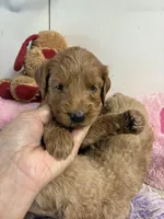 Ruby, a female Goldendoodle for sale in Concordia, KS – 5 of 7