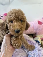 Ready to Go Pebbles , a female Goldendoodle for sale in Concordia, KS – 1 of 4