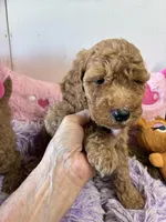 Sheyanne, a female Goldendoodle for sale in Concordia, KS – 4 of 4