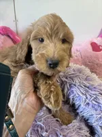 Loving Sadie, a female Goldendoodle for sale in Concordia, KS – 3 of 3