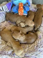 Nov Boy, a male Goldendoodle for sale in Concordia, KS – 4 of 5