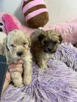 Snickerdoodle , a female Shihpoo for sale in Concordia, KS – 8 of 9