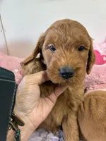 Archie, a male Goldendoodle for sale in Concordia, KS – 3 of 6