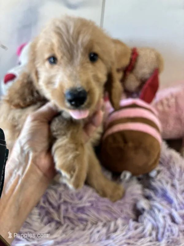 Rosie – Goldendoodle puppy for sale in Concordia, KS