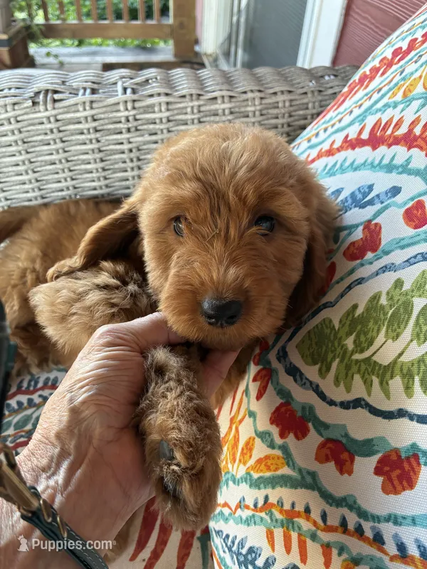 Summer , a female Goldendoodle for sale in Concordia, KS – 1 of 4
