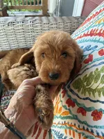 Summer , a female Goldendoodle for sale in Concordia, KS – 1 of 4
