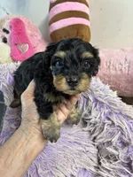 Georgia , a female Yorkipoo for sale in Concordia, KS – 4 of 4