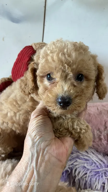 Rusty – Peekapoo puppy for sale in Concordia, KS