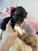 Kitty, a female Shihpoo for sale in Concordia, KS – 2 of 7