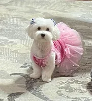 Violet, a female Peekapoo for sale in Concordia, KS – Photo 2 of 6