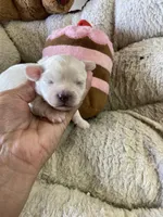 Violet, a female Peekapoo for sale in Concordia, KS – Photo 4 of 6