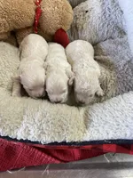 Violet, a female Peekapoo for sale in Concordia, KS – Photo 3 of 6