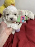 Violet, a female Peekapoo for sale in Concordia, KS – Photo 6 of 6