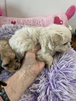 Snow White, a female Shihpoo for sale in Concordia, KS – 5 of 5