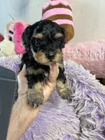Georgia , a female Yorkipoo for sale in Concordia, KS – 3 of 4
