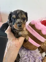 Mabel, a female Yorkipoo for sale in Concordia, KS – 4 of 6