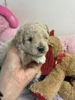 Benjy, a male Shihpoo for sale in Concordia, KS – 4 of 8