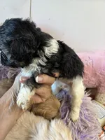 Kitty, a female Shihpoo for sale in Concordia, KS – 6 of 7