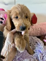 Archie, a male Goldendoodle for sale in Concordia, KS – 4 of 5