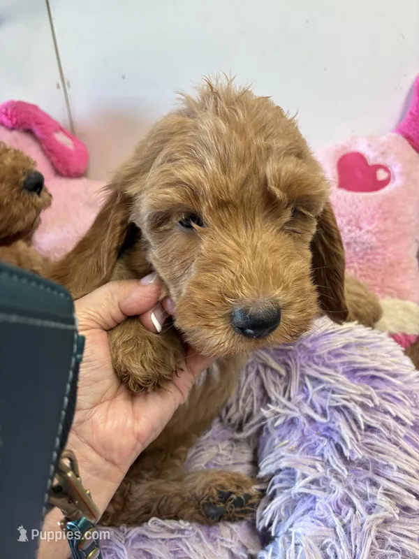 Ready to go Sophie  – Goldendoodle puppy for sale in Concordia, KS