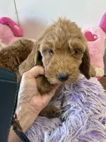 Pumpkin , a female Goldendoodle for sale in Concordia, KS – 4 of 4