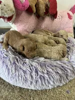 Skittles, a female Goldendoodle for sale in Concordia, KS – 5 of 5