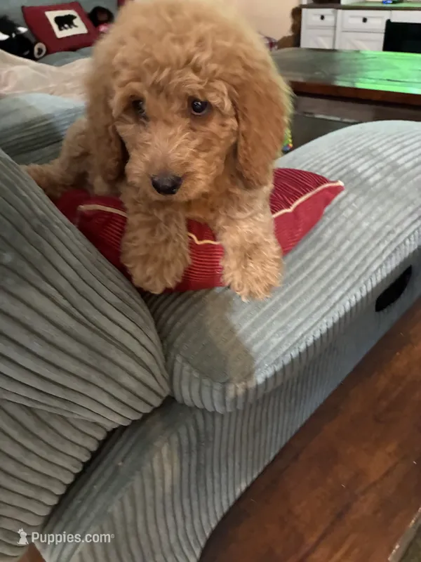 Nellie  – Goldendoodle puppy for sale in Concordia, KS