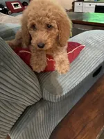 Nellie , a female Goldendoodle for sale in Concordia, KS – 1 of 3