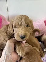 Beau , a male Goldendoodle for sale in Concordia, KS – 3 of 4