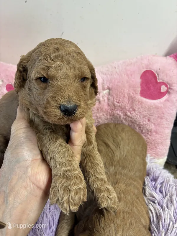 Vivian – Goldendoodle puppy for sale in Concordia, KS